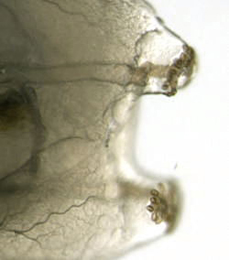 Phytomyza lappae larva,  posterior spiracles,  dorsal